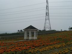 -紫颐香薰山谷景区