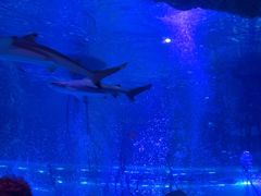 -沈阳海洋探索中心