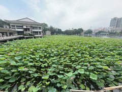 -荔湾湖公园