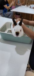 -Moni星球萌宠·小马宝莉·灵蛇·高端高阶全萌宠互动体验俱乐部(红豆国际广场店)