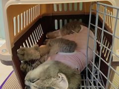 -纳吉亚猫专科动物医院博雅分院