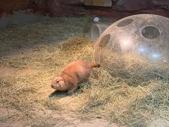 -正佳雨林生态植物园