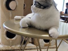 -藏猫猫咖啡主题馆(中央大道店)