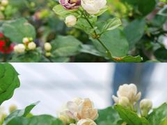 -中华茉莉园