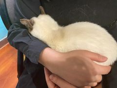 -猫小院猫主题咖啡厅(北锣店)