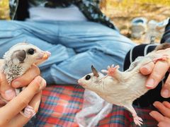 -永定河休闲森林公园