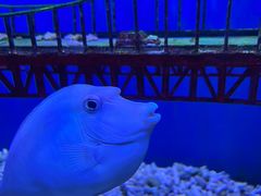 -太平洋海底世界