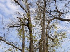 -南雄冯屋银杏山庄
