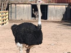 -鄂尔多斯野生动物园