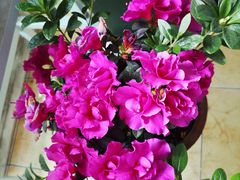 -桂林市花鸟市场