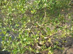 -北海金海湾红树林生态旅游区