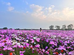 -花开海上生态园