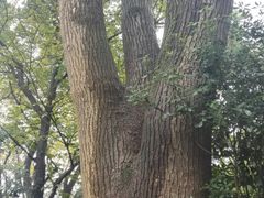 -上海佘山国家森林公园西佘山园