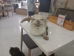 -喵园·猫主题咖啡厅·撸猫·猫咖(国贸店)