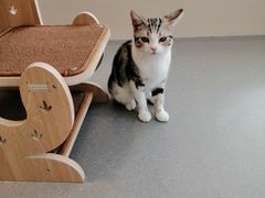 -飞行喵MR PILOT|猫舍·猫咖(静安大融城店)