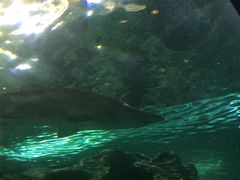 -悉尼海洋生物水族馆