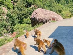 -历山猕猴源景区