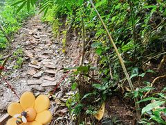 -西双版纳基诺山寨