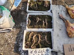 -蒲河大集