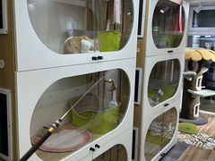 -青奢宠物·青奢猫舍