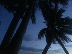 -东郊椰林