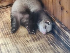 -上海大自然野生昆虫馆