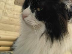 -平行世界·猫咖(首经贸店)