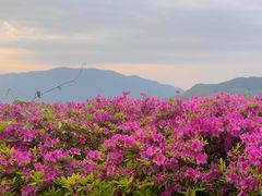-江南天池