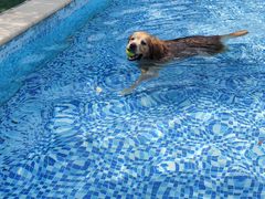 -汪说喵讲宠物乐园宠物酒店(红星美凯龙店)