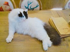 -共舞时光猫咖·狗咖(新街口店)