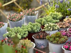 -国家植物园