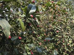 -华南国家植物园-售票处