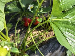 -昌平兴寿秀秀草莓采摘园