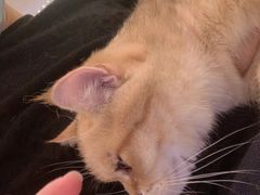 -猫腻·猫咖·撸猫馆(星光大道店)