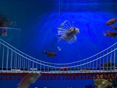 -太平洋海底世界