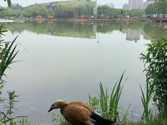 -河北省园博园