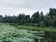 -白鹭湾湿地公园