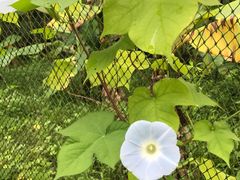 -北海金海湾红树林生态旅游区