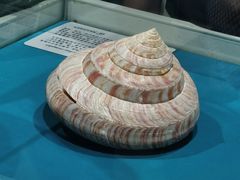 -青岛贝壳博物馆