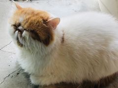 -喵屿·大理花园猫咖