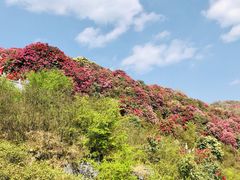 -贵州百里杜鹃风景名胜区