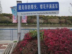 -高东镇樱花园