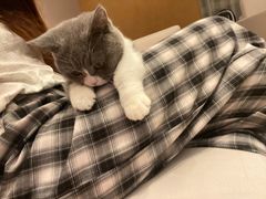 -猫大福·Fortune Cat猫舍(百子湾店)