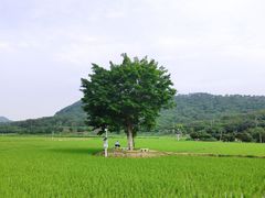 -艾米稻香小镇