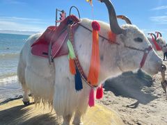 -青海湖国家重点风景名胜区