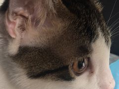 -爱诺耐芙动物医院(万博店)