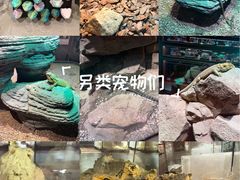 -帕帕拉兹宠物(亚洲旗舰店)