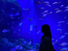 -成都浩海立方海洋公园