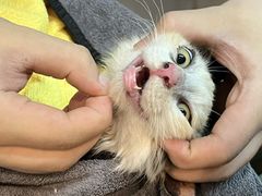 -御宝贝·A梦猫科宠物医院(国际猫友好医院)