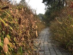 -铁山坪森林公园